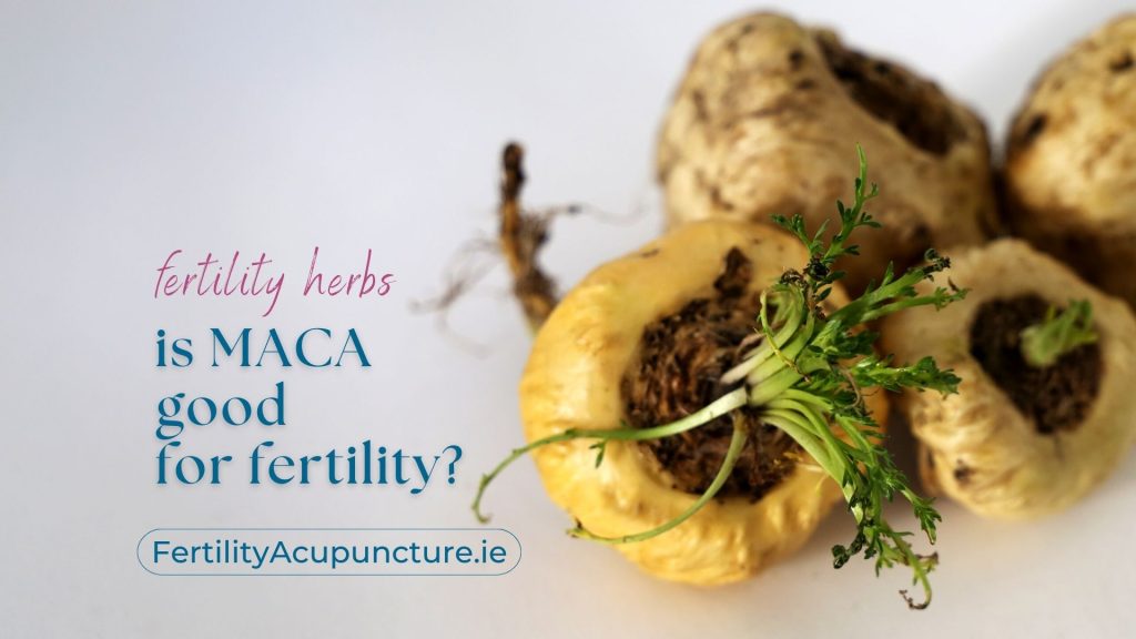 Photo of the MACA herb for fertility