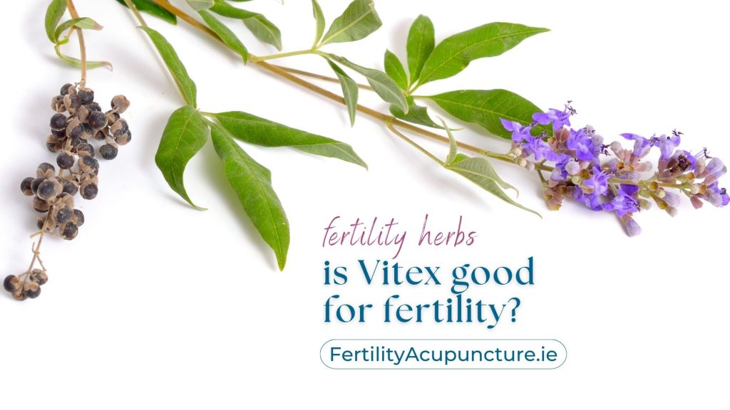 Photo of the herb Vitex for fertility