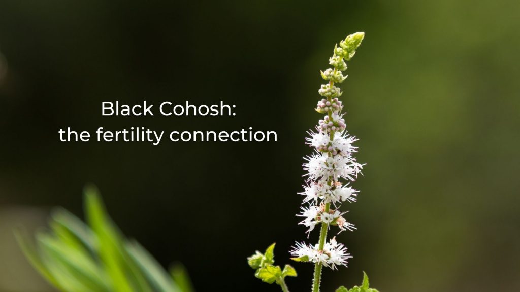 black cohosh for fertility photo of the herb