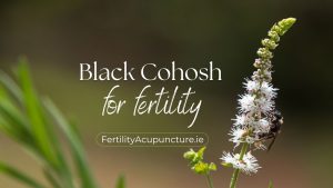 Black cohosh for fertility photo of black cohosh plant